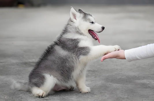 Ultimate Puppy Potty Training Guide for New Dog Parents (Step-by-Step Method, Pro Tips & Mistakes to Avoid)