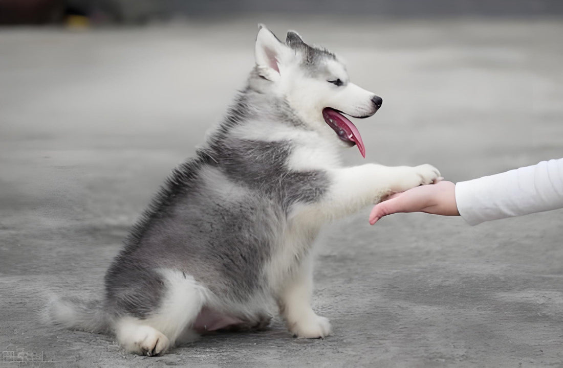 Ultimate Puppy Potty Training Guide for New Dog Parents (Step-by-Step Method, Pro Tips & Mistakes to Avoid)