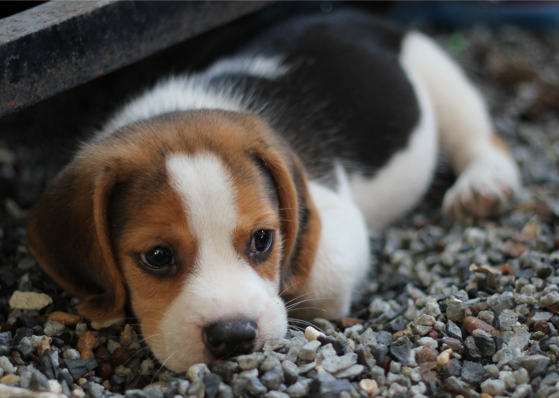 Dog Separation Anxiety: Causes, Symptoms, and Proven Solutions